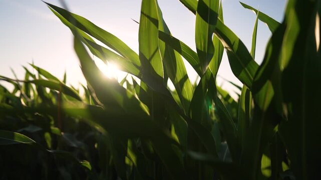 Sunlit corn leaf sway in field of green plant and crop under morning sunlight in nature with gentle breeze across leaf and stem highlighting agriculture growth and healthy green texture for farming