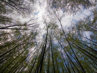 Trees growing towards sky, low angle view
