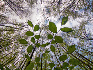 Forest view from low angle looking up at tall trees with new spring foliage