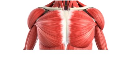 chest muscle, chest anatomy, png, muscle anatomy, human body, human anatomy, chest png, man chest,  