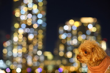 夜のお散歩を楽しむトイ・プードル