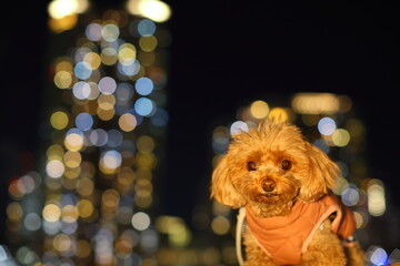 夜のお散歩を楽しむトイ・プードル