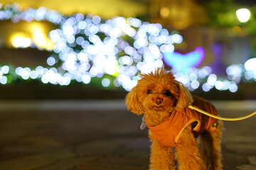 夜のお散歩を楽しむトイ・プードル