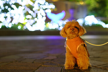 夜のお散歩を楽しむトイ・プードル