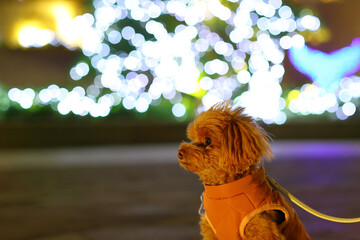 夜のお散歩を楽しむトイ・プードル