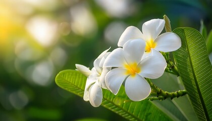 Fototapeta premium Close Up Of White Plumeria Frangipani Flowers With Soft Yellow Centers Blooming In Natural Sunlight Lush Green Background With Gentle Bokeh Creates A Tropical Serene And Fresh Atmosphere