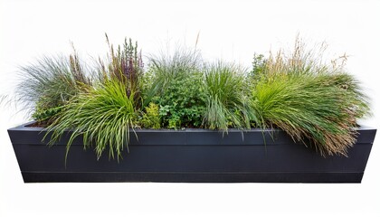 Rectangular Black Planter Containing Various Ornamental Plants And Grasses With Different Textures And Heights Ideal For Contemporary Landscape Design Isolated On Transparent Background