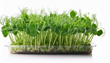 Fresh Pea Microgreen Sprouts Isolated On A White Background