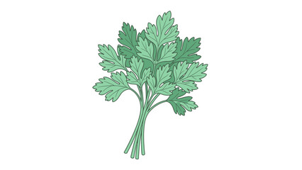 Parsley Herb Botanical Drawing