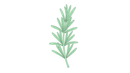 Fototapeta premium Rosemary Herb Botanical Illustration
