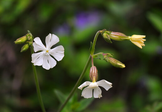 Springflowers - Silene latifolia, commonly known as White Campion, is a dioecious flowering plant in the Caryophyllaceae family. Oeiras, Portugal. Selective shallow focus - flower and bud.