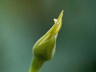 Emerging flower bud in nature