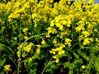 Obraz premium Blooming Agricultural Field Golden Yellow Rapeseed Flowers