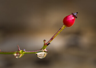 Close up of raindrops on a red rose hip in a garden in the Dordogne region of France