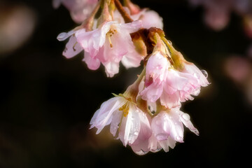 Close up of raindrops on pink blossom
