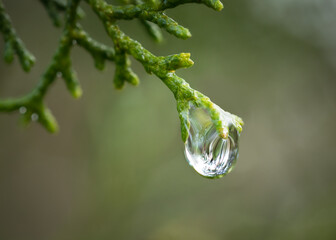 Close up of a raindrop at the end of a green branch on a Cypress tree in a garden in France