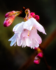Close up of raindrops on pink blossom and buds