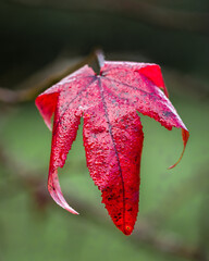 Close of bright red leaf with droplets of rain of a Liquidamber or American sweetgum tree in the Dordogne region of France
