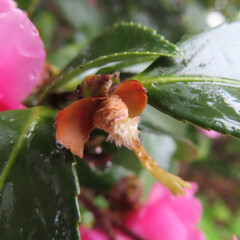 Obraz premium 日本で冬にサザンカがピンクと白の花を咲かせています