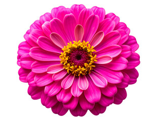 Top-Down View of Vibrant Pink Zinnia Blossom, Minimal Floral Illustration, Transparent PNG
