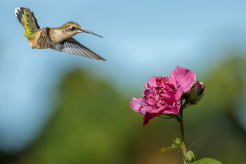 A female or juvenile Ruby Throated Hummingbird feeds on a pink, double blossomed, Rose of Sharon flower on a late summer morning.
