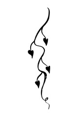 Minimalist hand drawn ink sketch of a winding vine with small heart shaped leaves. Elegant black brush stroke of a climbing plant or floral branch isolated on white