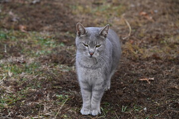 Gray Cat