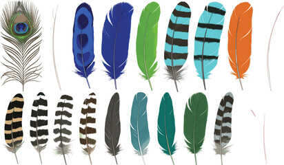 Decorative feather vector set with colorful bird plumage, peacock and patterned feathers for boho, tribal, nature, and artistic design elements © Md