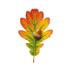 Autumn oak leaf and acorn isolated on transparent background