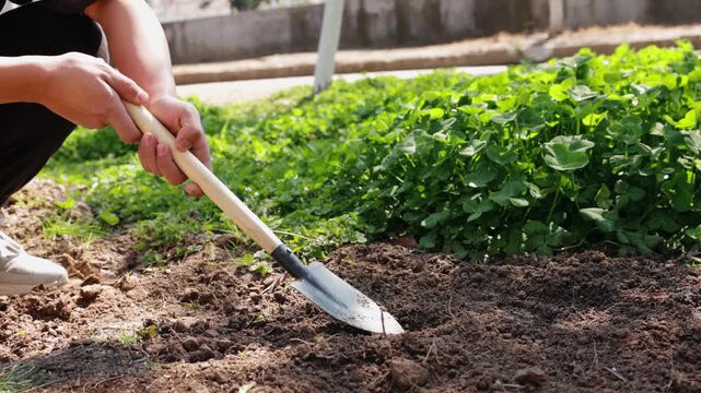 Gardener digging soil with hand trowel in vegetable garden outdoor cultivation work