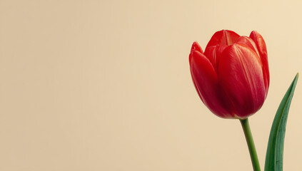 A single red tulip blossom in close up against a soft beige background