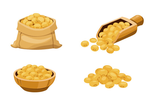 set of soybean vector. Isolated on white background.	