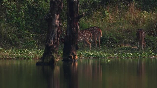 Group of Deer Grazing Near a Lake in Chitwan National Park, Nepal