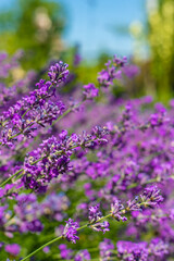 Obraz premium Lavender blooms in the garden. Selective focus.