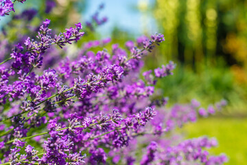 Obraz premium Lavender blooms in the garden. Selective focus.