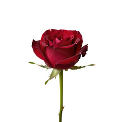 A blooming red rose with green stem isolated