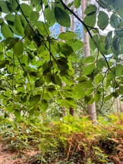 Countryside scene showing tall pines and ferns through foliage canopy