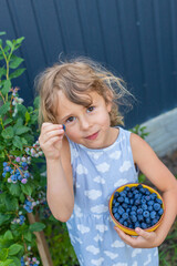 Blueberry harvest in a child hands. Selective focus.