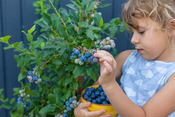 Blueberry harvest in a child hands. Selective focus.