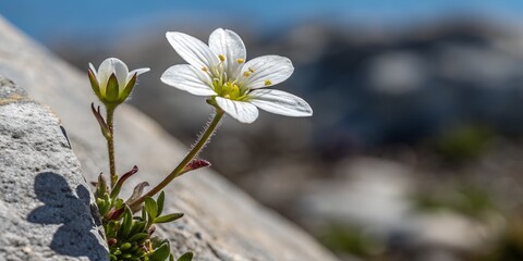 Delicate white flower growing on rocky terrain with blurred background