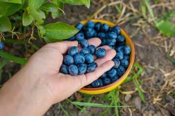 Blueberry harvest in the garden. Selective focus.
