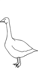 Vector hand drawn illustration of a goose isolated on a white background.