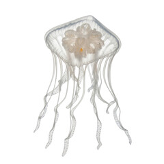 Translucent white jellyfish with delicate tentacles floating against a black background marine life ocean