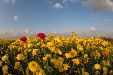 Meadow of the blossoming yellow and red buttercups