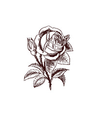 rose on white background