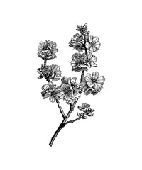 branch of a tree with leaves