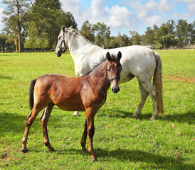 White horse with his bay colt