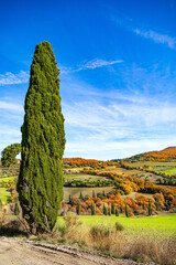 Slender cypress tree.