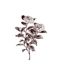 black and white flower isolated