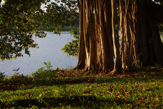 Golden Hour By Crescent Lake in St. Petersburg, FL. Majestic Banyan Tree Roots Along The Water&rsquo;s Edge In A Park Landscape. Sunlit tree roots stand along the lake shore, casting warm light over grass a